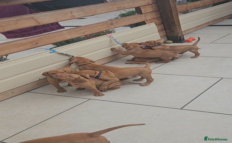 Hungarian Vizsla dogs - Advert 2
