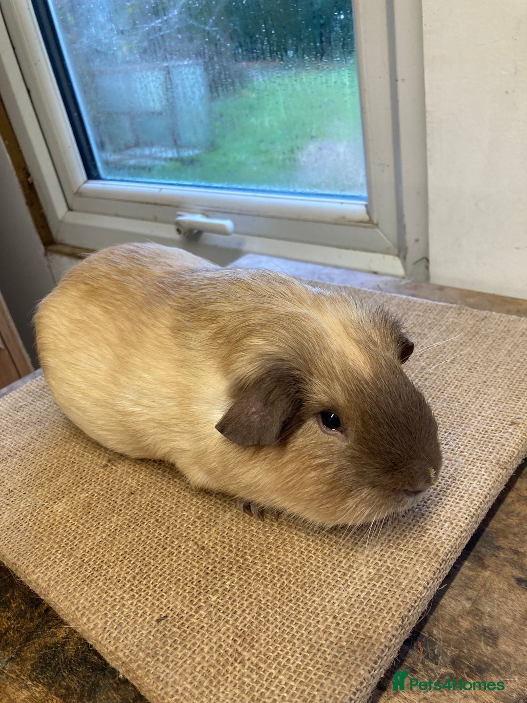 Guinea Pig rodents for sale: Californian Guinea pigs - Advert 11