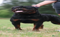 Rottweiler dogs for stud: NEW Rottweiler Stud - UK 🇬🇧 KC REG  in Chesterfield - Image 2