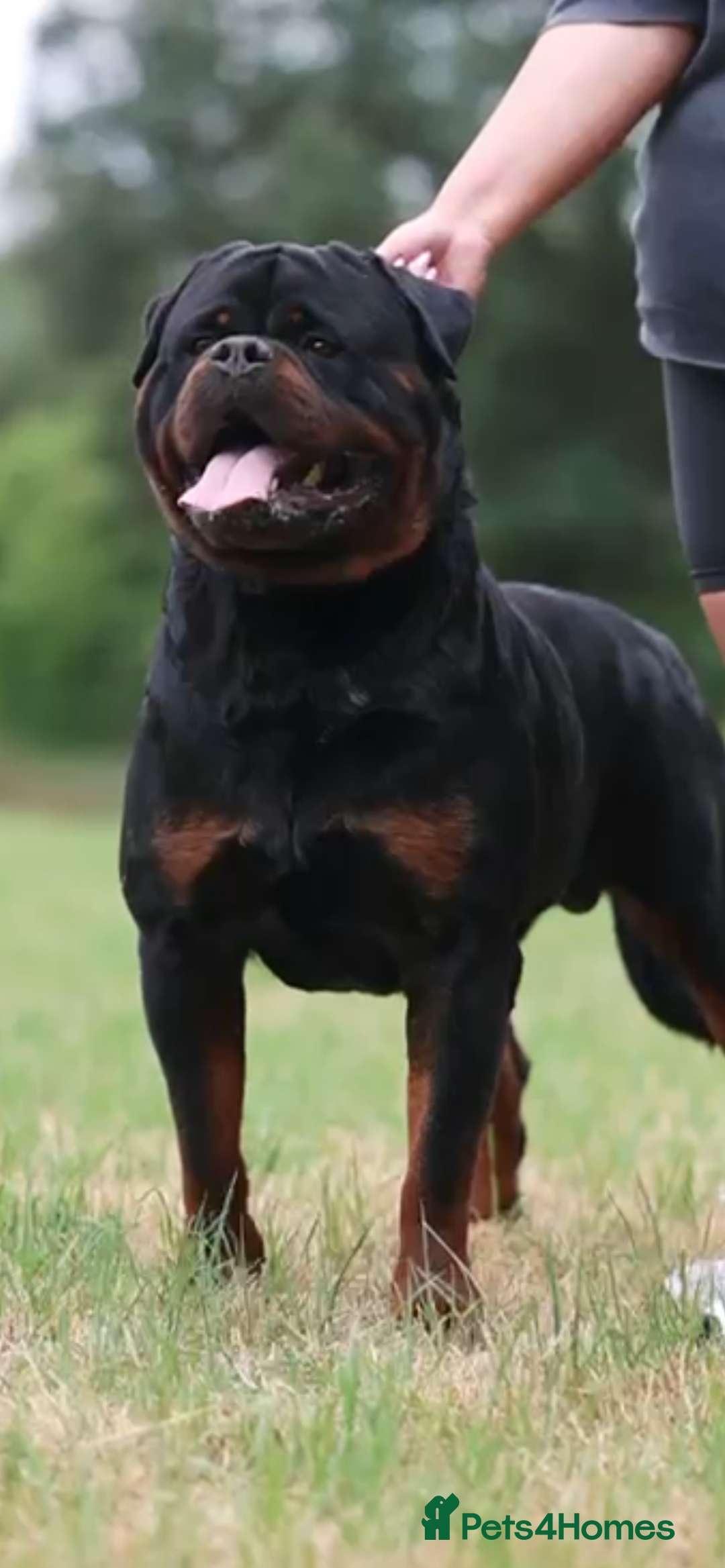 Rottweiler dogs for stud: NEW Rottweiler Stud - UK 🇬🇧 KC REG  in Chesterfield - Image 2