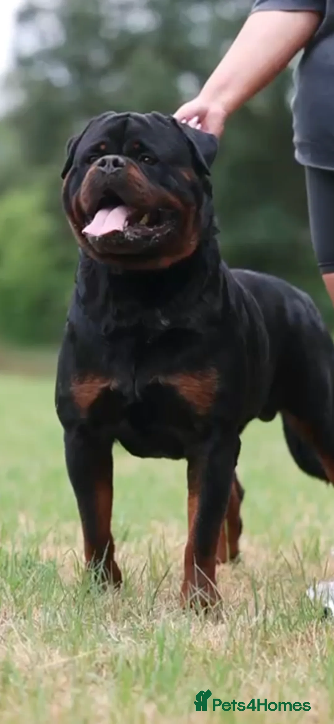 Rottweiler dogs for stud: NEW Rottweiler Stud - UK 🇬🇧 KC REG - LITTERS DUE in Chesterfield - Advert 2