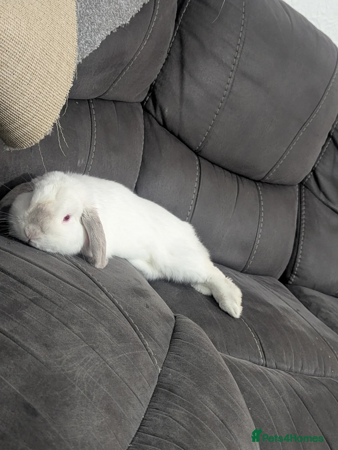 Mini Lop rabbits for sale: Gorgeous mini lop  - Advert 3