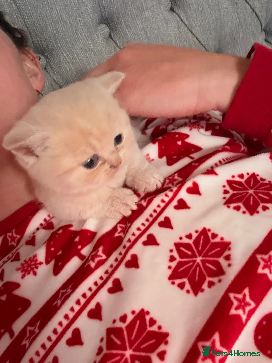 British Shorthair cats for sale: British Shorthair Kittens - One Cream Male Left! - Advert 8