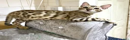 Bengal cats for sale: 🔥✨Pedigree TICA-Registered Bengals - Advert 16