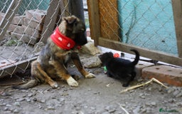 Mixed Breed dogs for adoption: 💖🐶 LOLLY & JOLIE 🐶💖 - Image 2