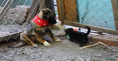 Mixed Breed dogs - Advert 14