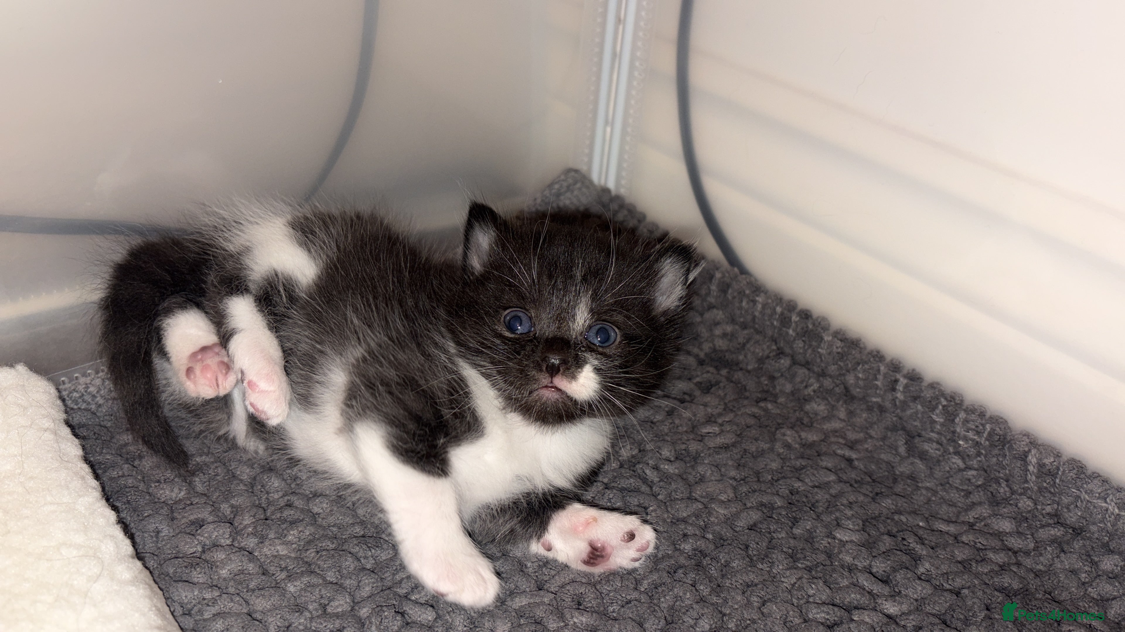 British Shorthair cats British short hair x Scottish Fold kittens - Advert 1