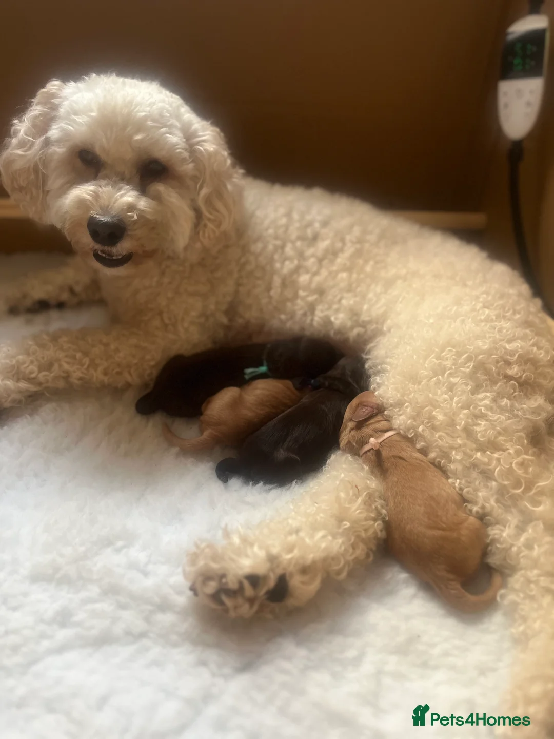 Cavapoo dogs for sale: 🐶 One Beautiful Cavapoo Girl - Available 11 Feb - Advert 6