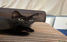 Domestic Shorthair cats for sale: Male cat  - Image 3