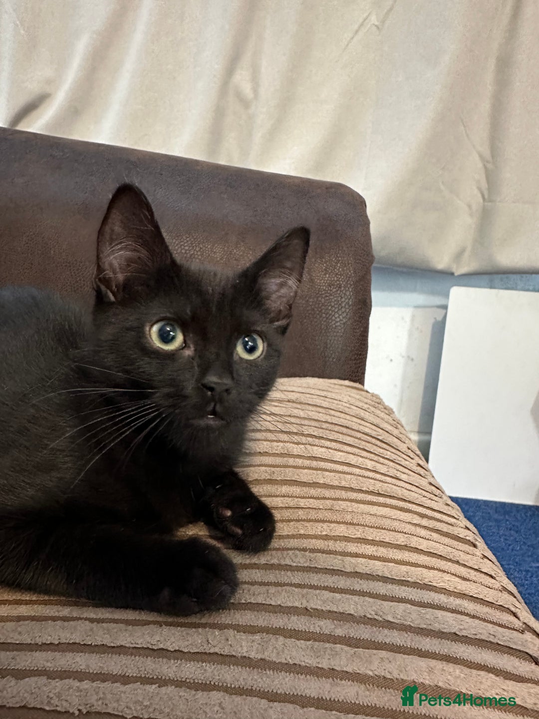 Domestic Shorthair cats for sale: Male cat  - Image 3