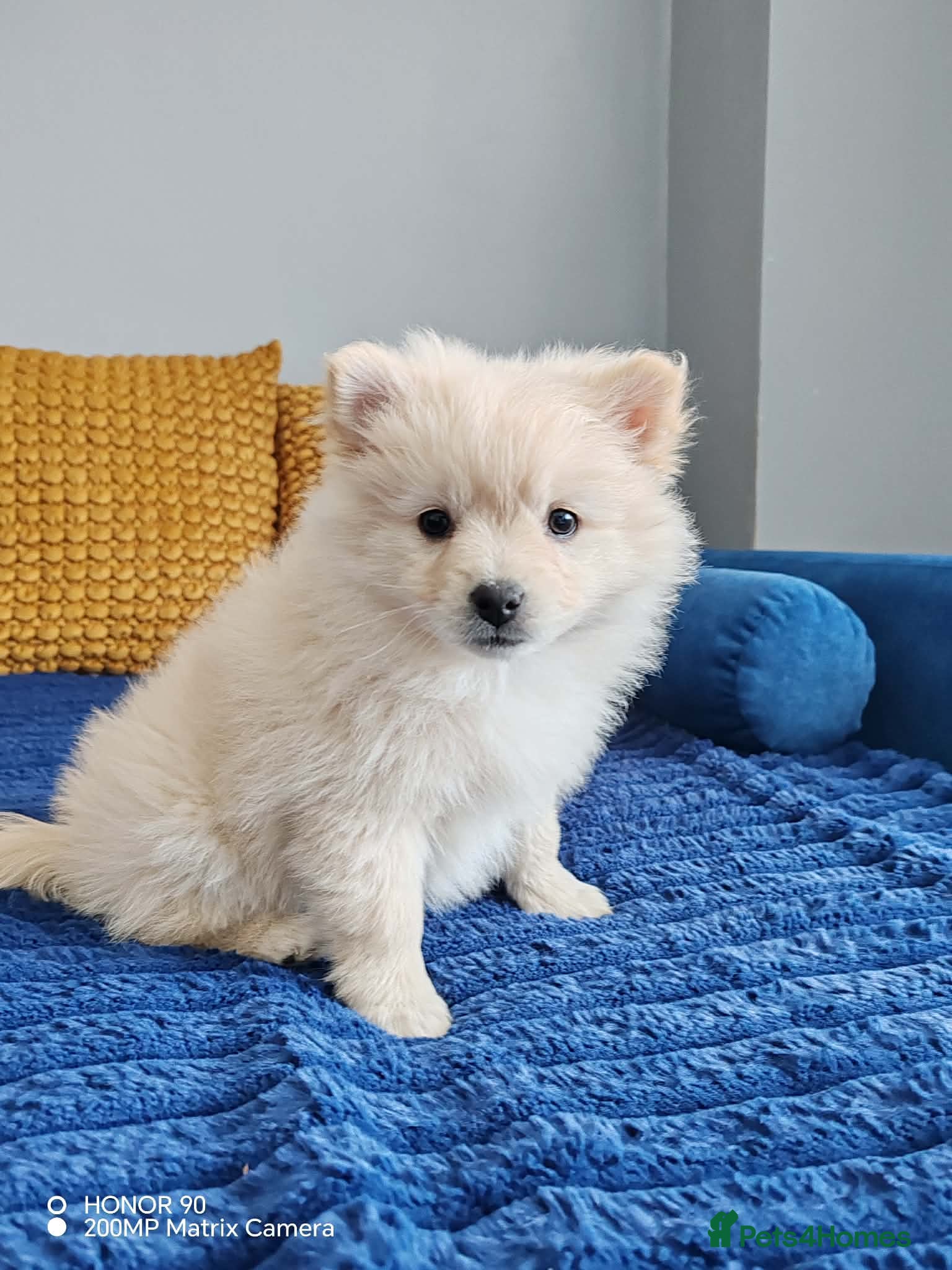 Pomeranian dogs for sale: Two Gorgeous Pomeranian Girls for SALE - Advert 1
