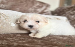 Coton De Tulear dogs for sale: Coton de Tulear puppies  - Image 23