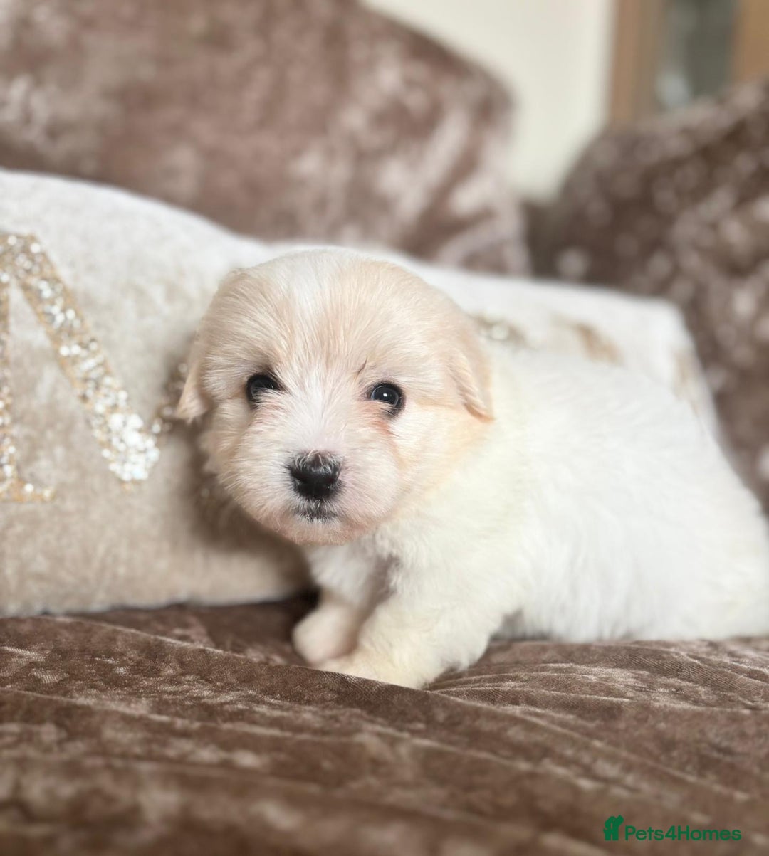 Coton De Tulear dogs for sale: Coton de Tulear puppies  - Image 23
