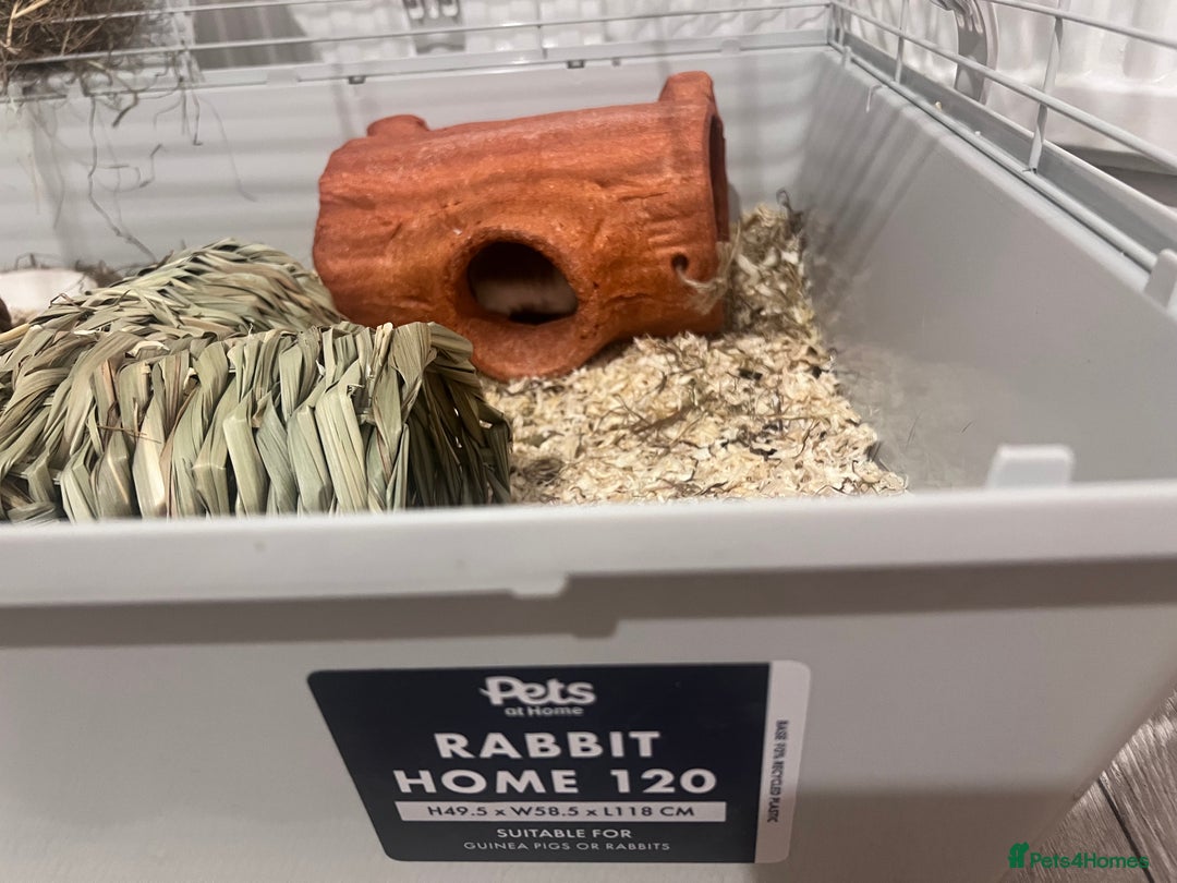 Guinea Pig rodents for sale: Ready to go! 2 male guinea pigs  - Image 7