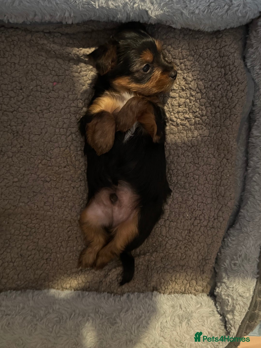 Yorkshire Terrier dogs for sale: Two gorgeous Yorkshire terrier puppies - Advert 8