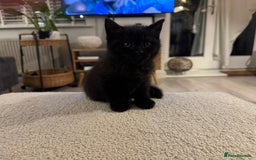 British Shorthair cats for sale: Black British Shorthair  - Image 6