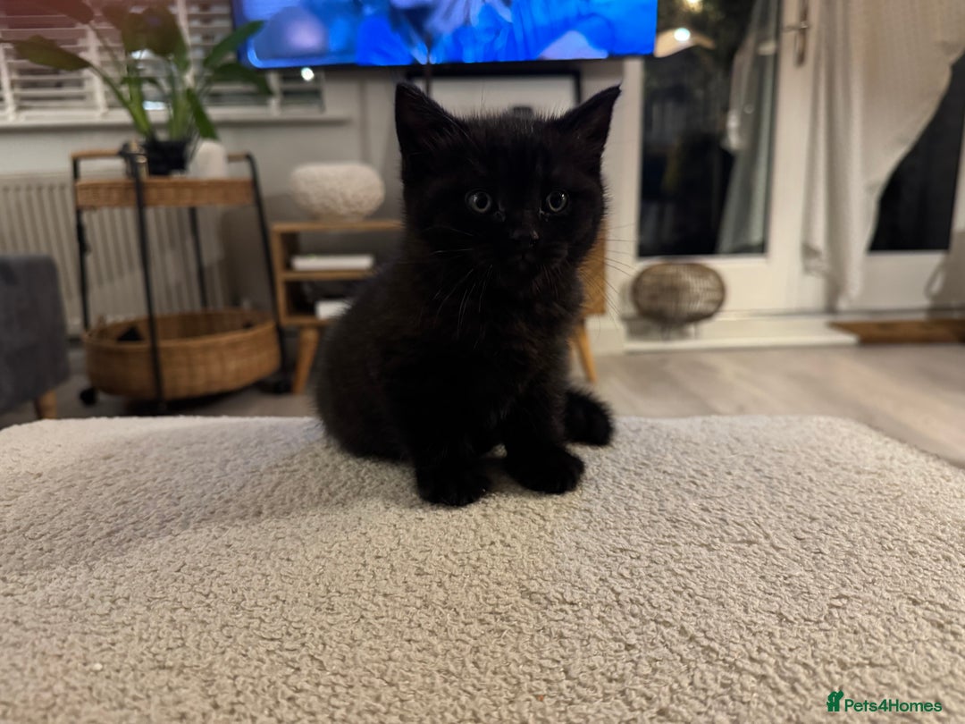 British Shorthair cats for sale: Black British Shorthair  - Image 6