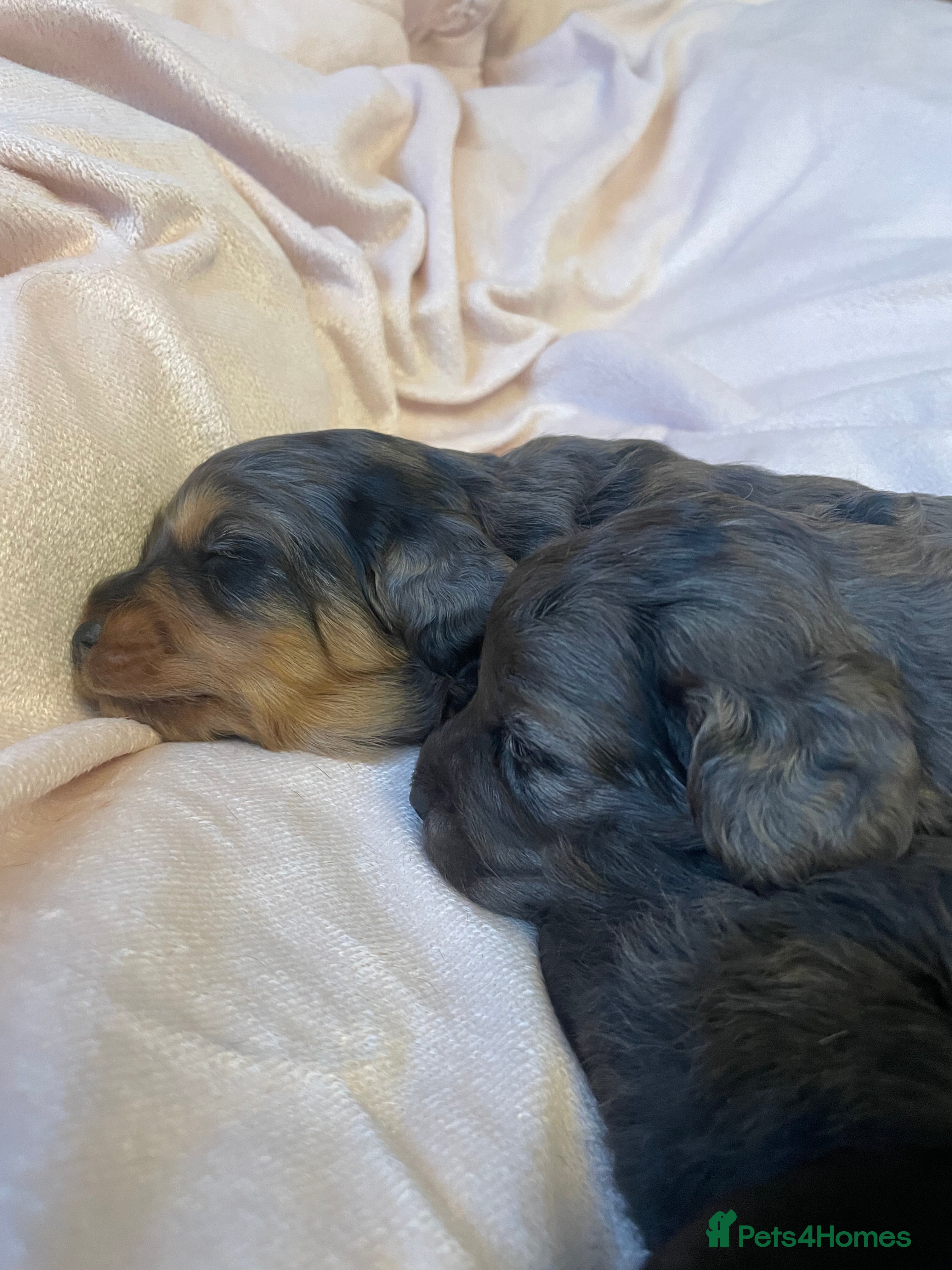 Cockapoo dogs 4 Toy cocker poos  - Advert 8