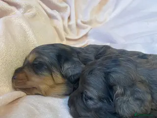 Cockapoo dogs 4 Toy cocker poos - Advert 8