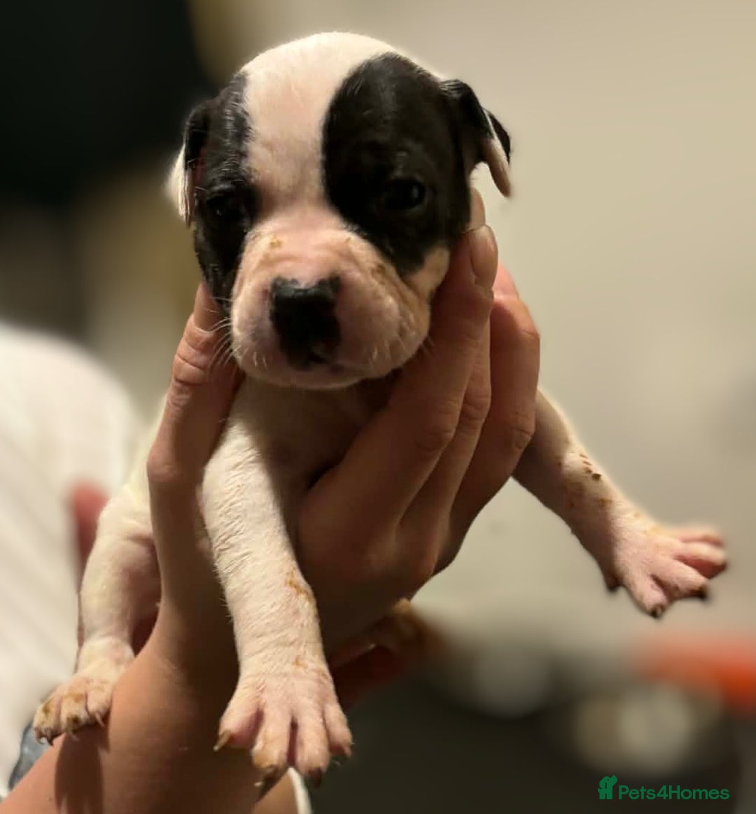 Mixed Breed dogs for sale: Bull cross staffy pups  - Advert 24