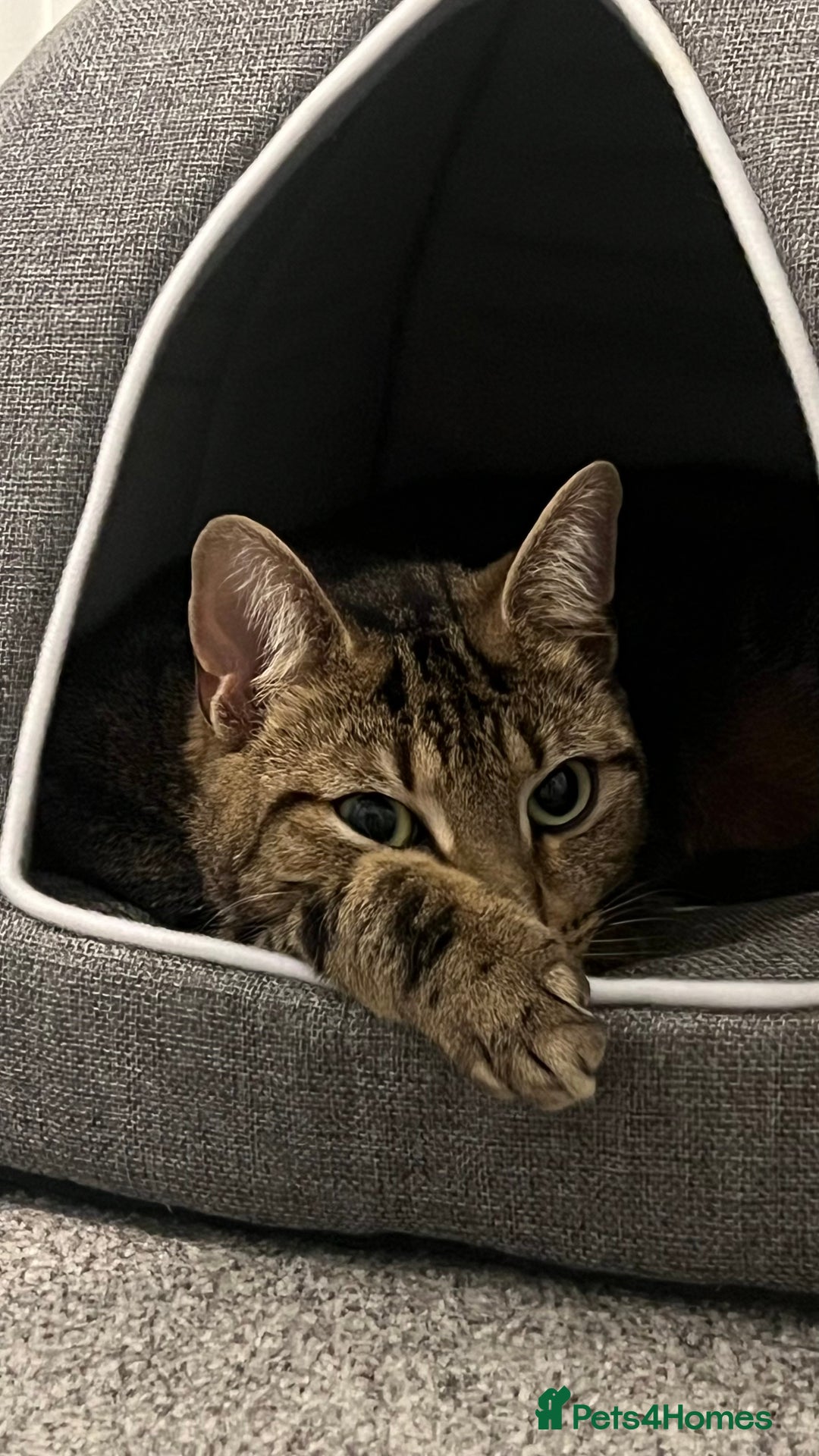 Mixed Breed cats for sale: tabby  - Advert 3