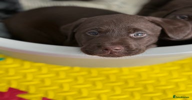 Labrador Retriever dogs - Advert 16