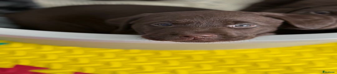 Brown Collar Male