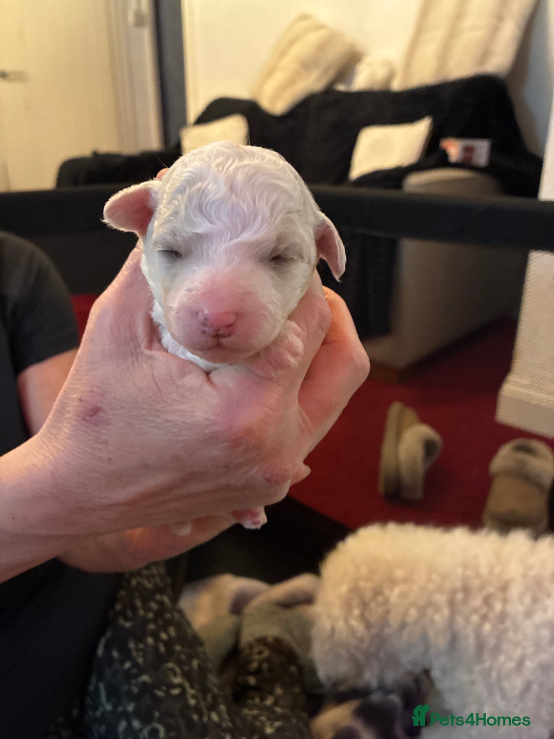 Mixed Breed dogs for sale: Stunning litter of Cavapoochon puppies - Advert 11