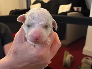 Mixed Breed dogs Stunning litter of Cavapoochon puppies - Advert 7