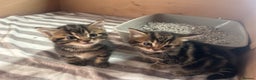 Mixed Breed cats for sale: Cutest kittens 👀🏡❤️ - Advert 2
