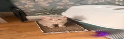 British Shorthair cats for sale: Gorgeous British Shorthair kittens ready to leave. - Advert 12