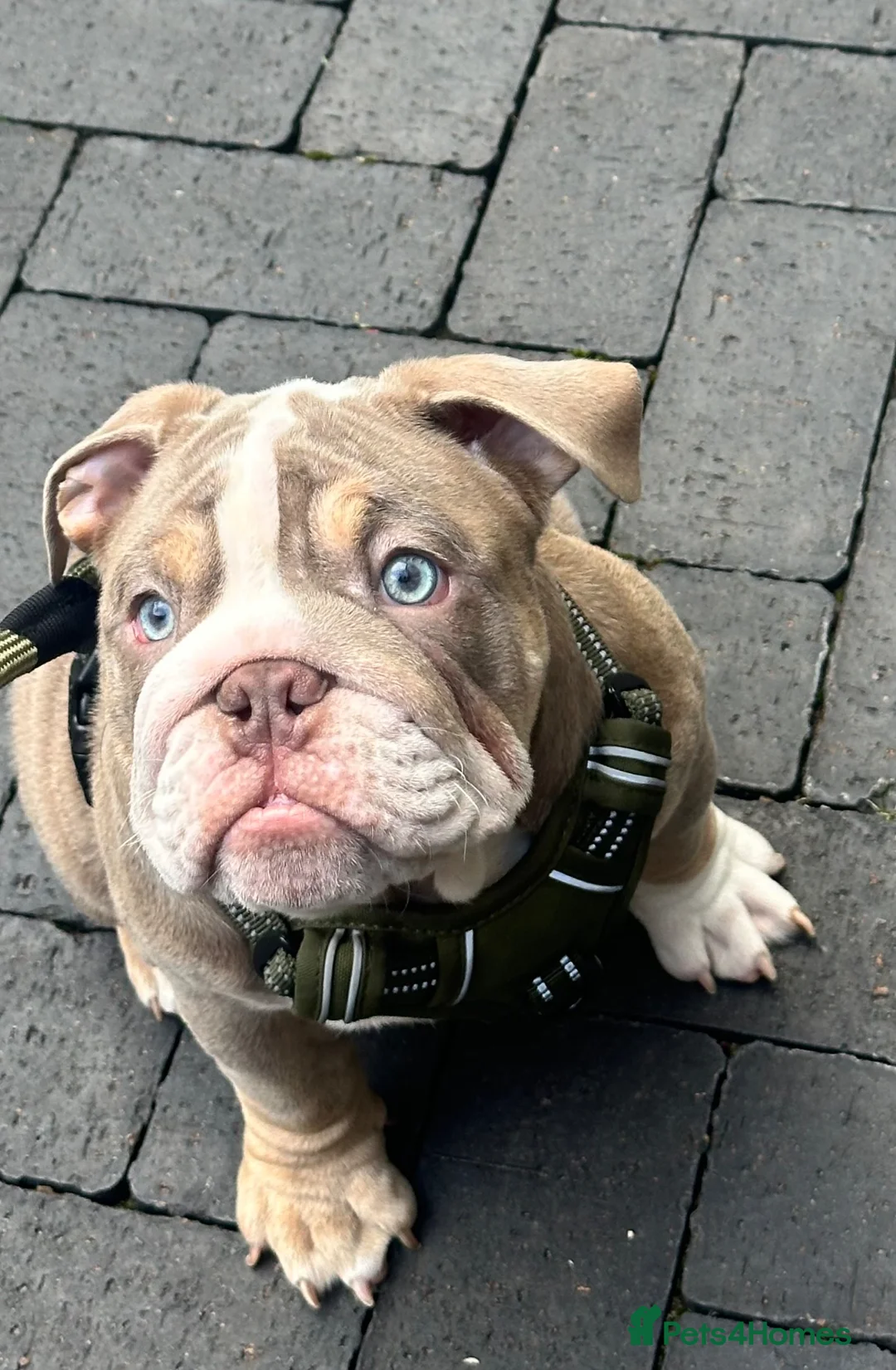English Bulldog dogs for sale: Gorgeous Lilac English Bulldog Puppy - Advert 2
