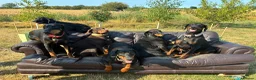 Dobermann dogs for sale: KC  reg Dobermann puppies  - Advert 4
