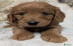 Mini Goldendoodle dogs for sale: Beautiful Mini Goldador Doodle puppies, DNA clear - Image 4