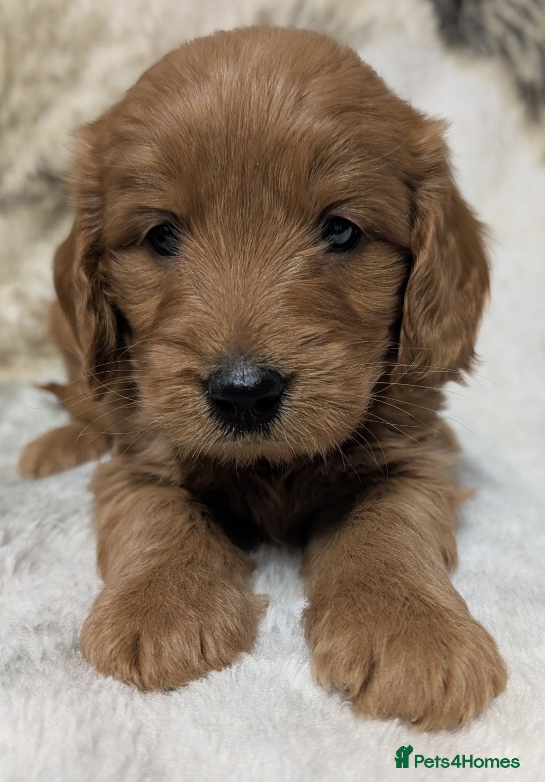 Mini Goldendoodle dogs for sale: Beautiful Mini Goldador Doodle puppies, DNA clear - Image 4