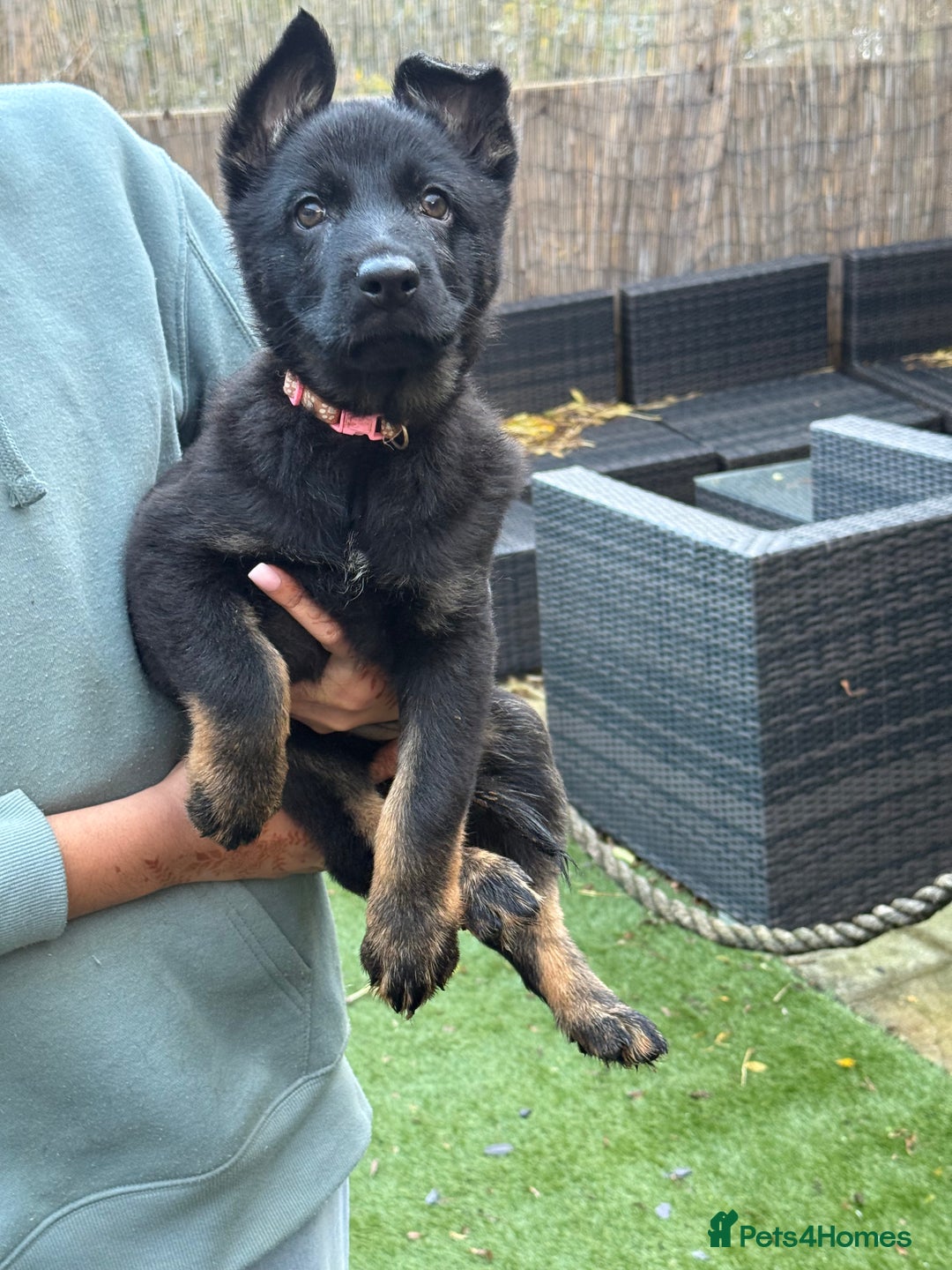 German Shepherd dogs for sale: German Shepherd Puppies - exceptional bloodline  - Image 16