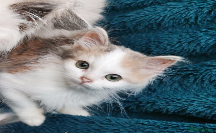 Siberian cats Siberian Calico  registered kittens  - Advert 7