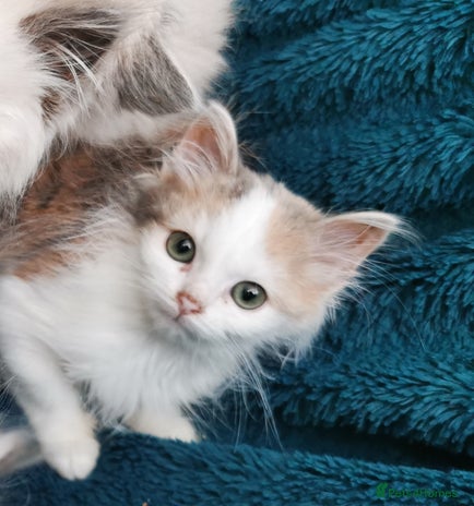 Siberian cats Siberian Calico registered kittens - Advert 1