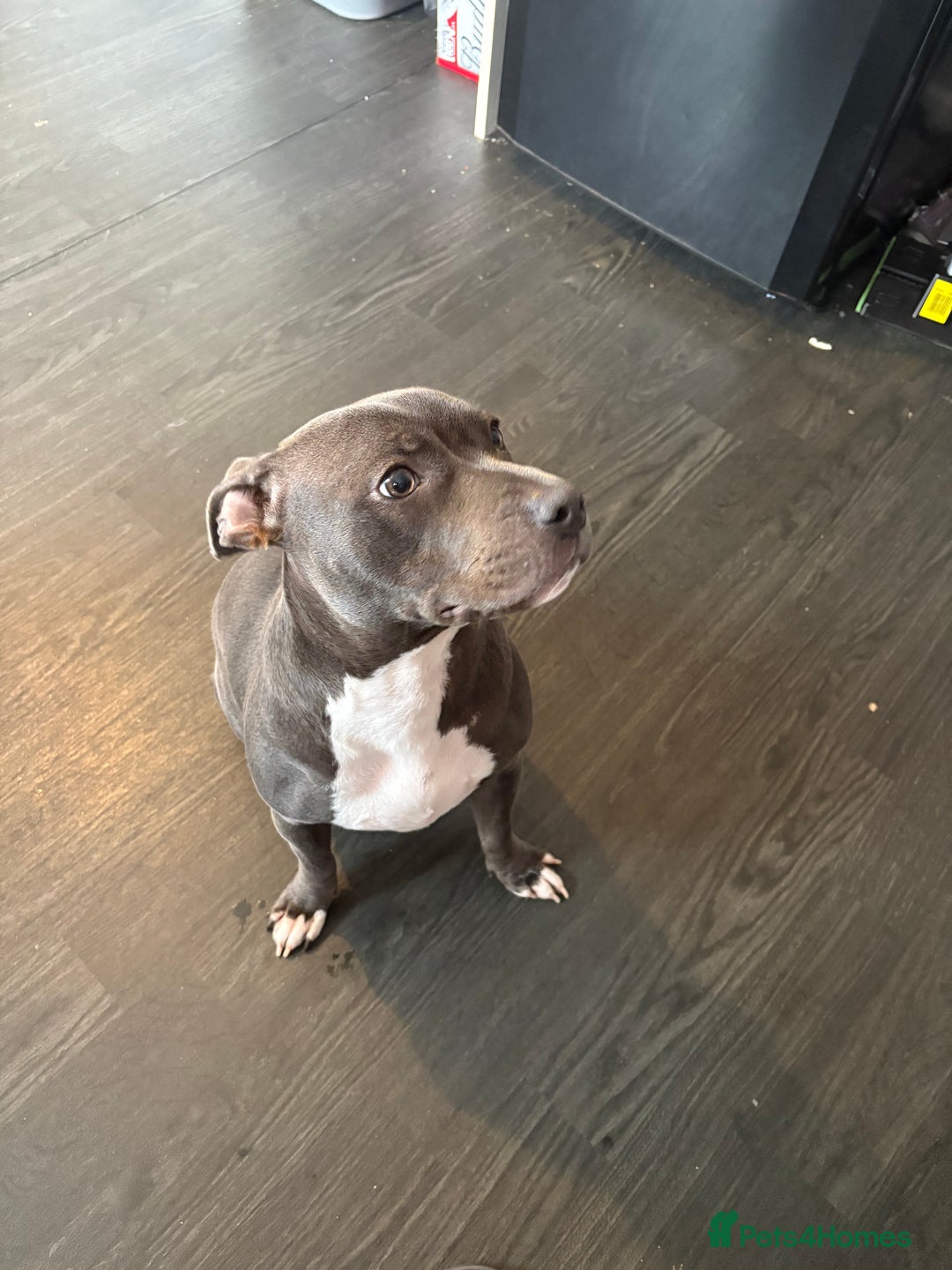 Staffordshire Bull Terrier dogs for sale: Year old female blue staff  - Image 3