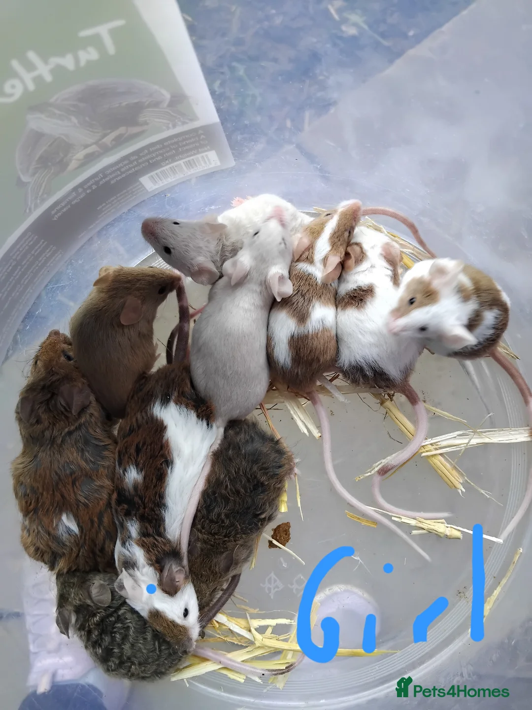 Mouse rodents for sale: Gorgeous friendly mice  - Advert 1