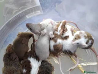 Mouse rodents Gorgeous friendly mice - Advert 2