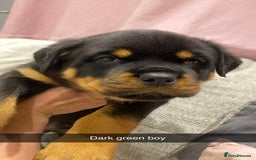 Rottweiler dogs for sale: KC Rottweiler puppies ready 16/11/25 - Image 11