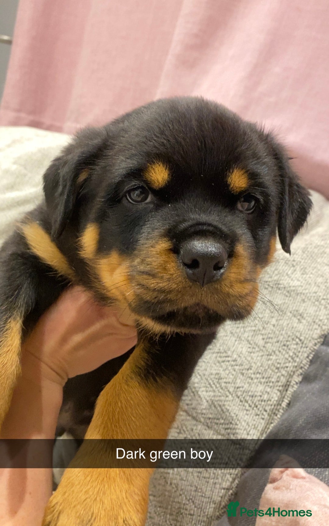 Rottweiler dogs for sale: KC Rottweiler puppies ready 16/11/25 - Image 11