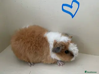 Guinea Pig rodents Pure bred baby Teddy Guinea Pigs - Advert 4