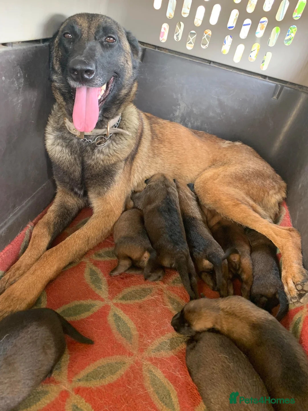 Belgian Shepherd Dog dogs for sale: Belgian mallinois - Advert 5