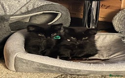 British Shorthair cats for sale: Beautiful, friendly, playful kittens - Image 5