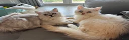 Persian cats for sale: I have two kittens  - Advert 2