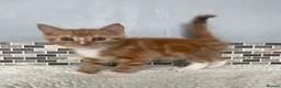 Mixed Breed cats for sale: 7 Beautiful Kittens READY NOW in Wembley - Advert 6