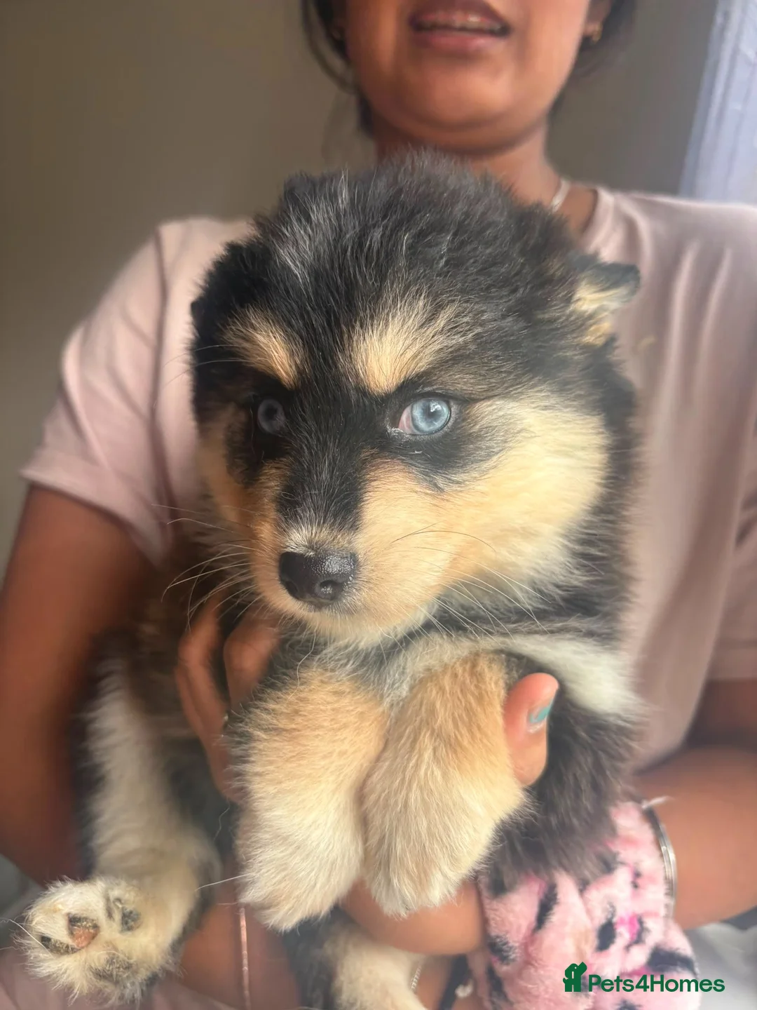 Pomsky dogs for sale: American Line Health Tested F4 Pomskys - Advert 1