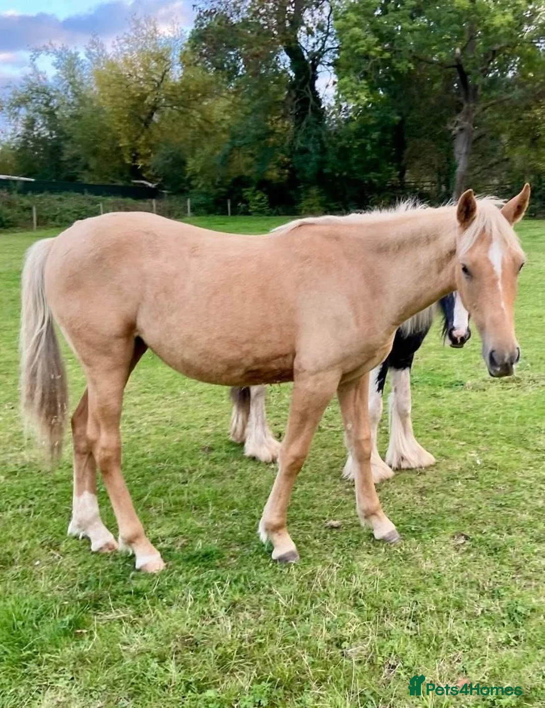 Welsh Section D horses for sale: AES Welsh D x TB Filly for Sale in Ilkeston - Advert 1